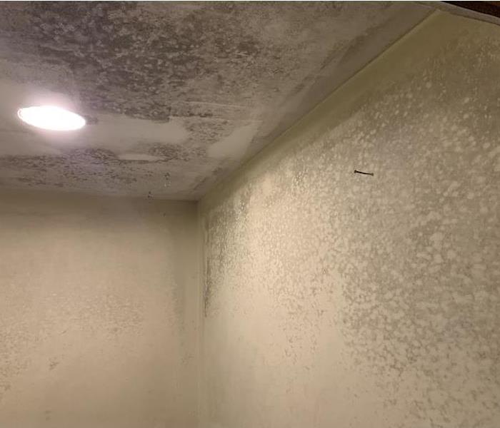Walls and ceiling showing substantial mold damage 