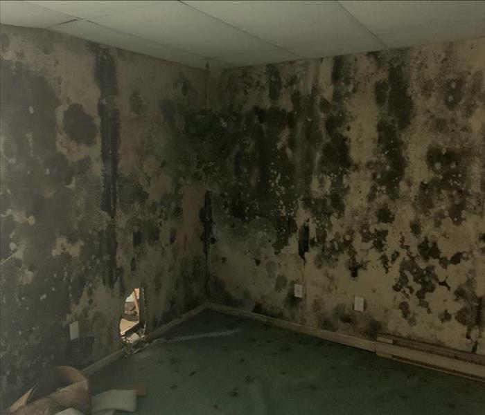 Rooms walls covered in mold from top to bottom