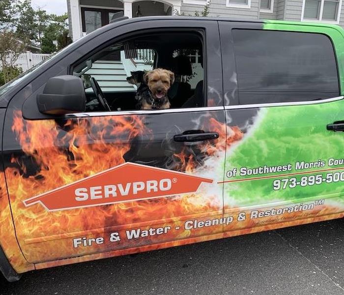 dog sitting in a SERVPRO truck with flames and green on it.