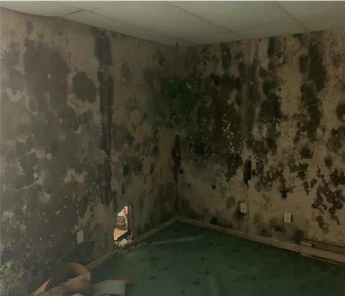 Mold Damaged room