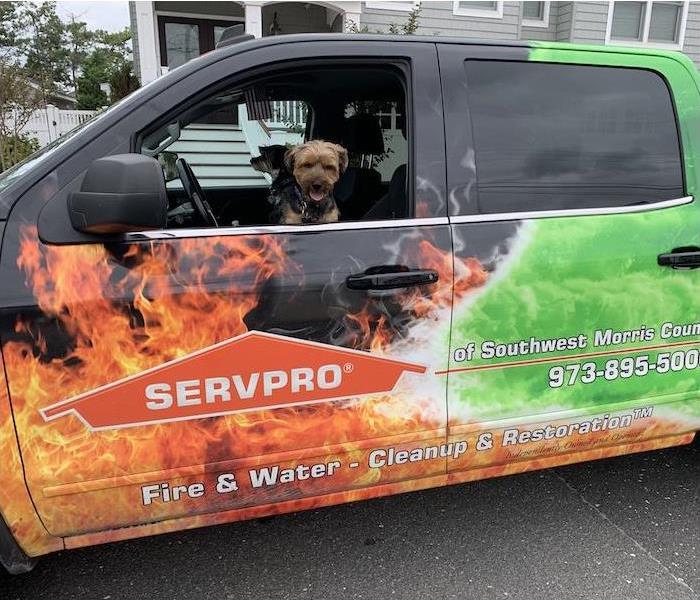 puppy in a SERVPRO truck