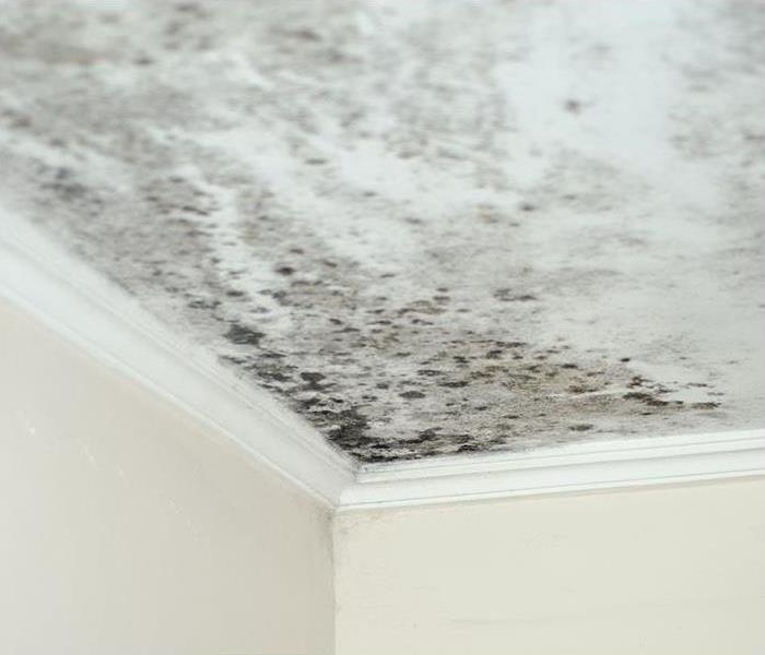 mold growing on ceiling