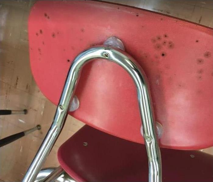 Mold growing on back of plastic chair